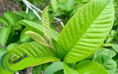 Manfaat Daun Jambu Biji