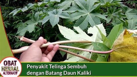 Manfaat Daun Kaliki untuk Telinga