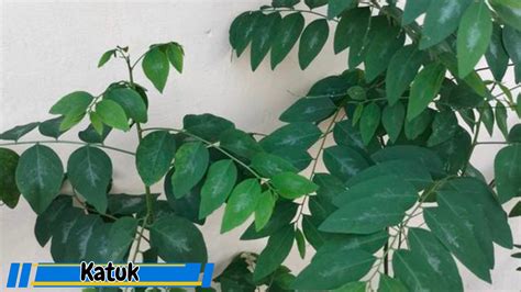 Manfaat Daun Katuk