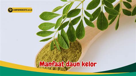 Manfaat Daun Kelor Meningkatkan Kesehatan Mata