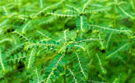 Manfaat Daun Meniran