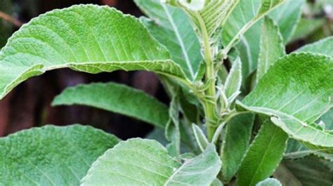 Manfaat Daun Sembung