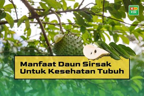 Manfaat Daun Sirsak