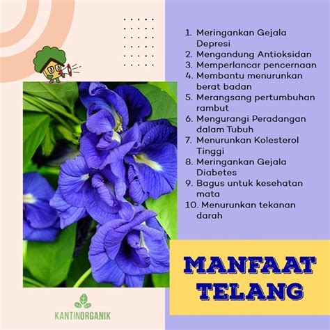 Manfaat Daun Telang