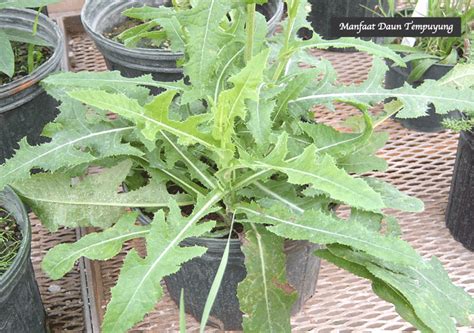 Manfaat Daun Tempuyung