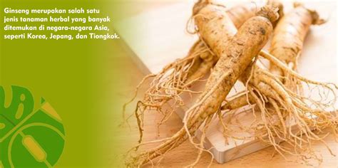 Manfaat Ginseng