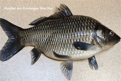 Manfaat Ikan Mas