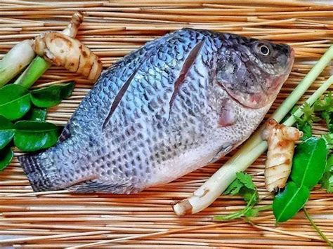 Manfaat Ikan Nila
