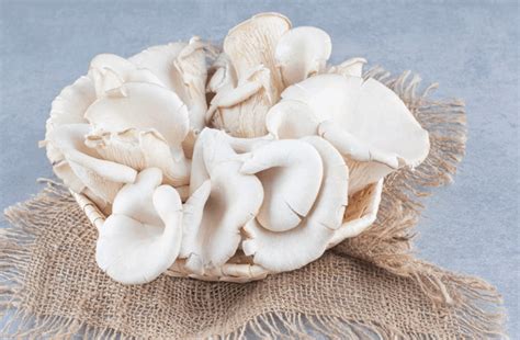 Manfaat Jamur Tiram