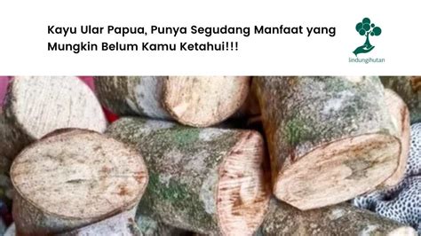 Manfaat Kayu Ular