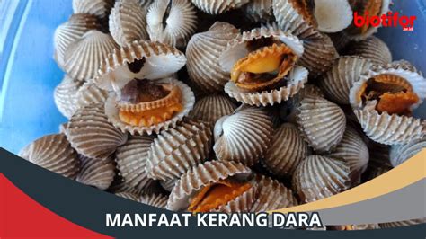 Manfaat Kerang