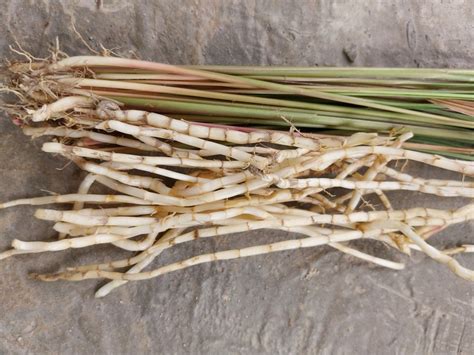 Manfaat Menguatkan Tulang Alang-Alang