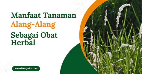 Manfaat Tanaman Alang-Alang Sebagai Obat Tradisional Taman Inspirasi SAFA