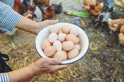 Manfaat Telur Ayam bagi Kesehatan