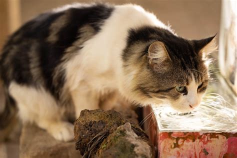Manfaat air garam untuk kucing