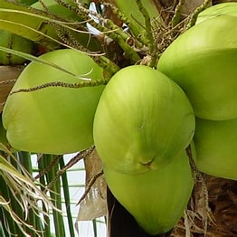 Manfaat daun kelapa untuk kesehatan