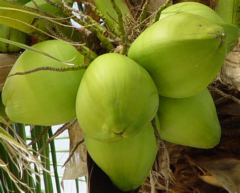 Manfaat daun kelapa untuk kesehatan kulit dan rambut