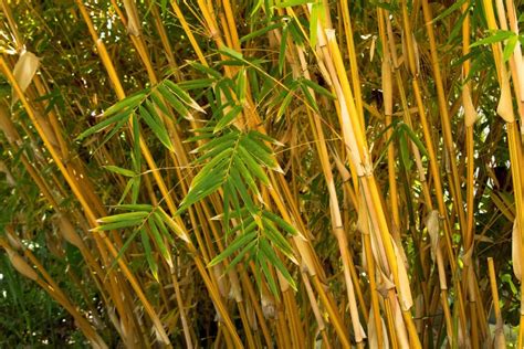 Manfaat Medis Bambu