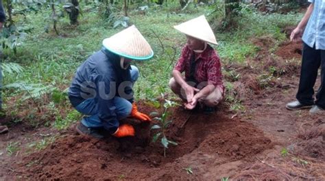 Manfaat Ekonomi Bambu Bercabang