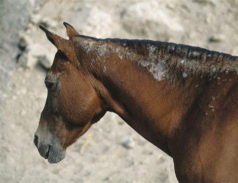 Mange in Horses: Causes, Symptoms, and Effective Treatment Options