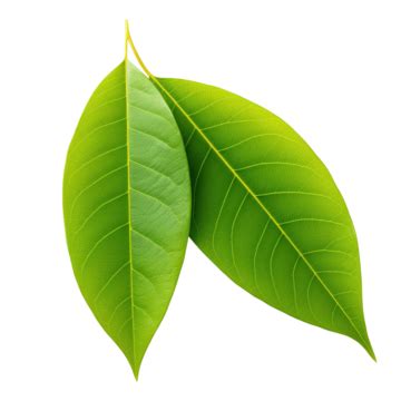 Mango Leaf 3D PNG