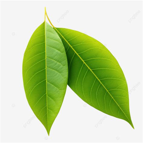 Mango Leaves 3D PNG