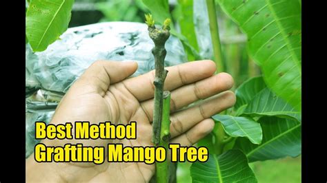 Mango Tree Grafting