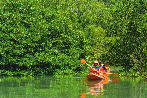 Mangrove Activities