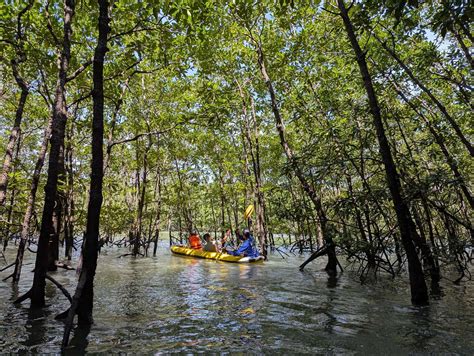 Mangrove Excursion