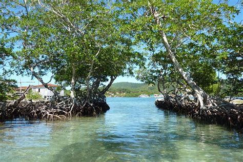 Mangrove Forest Roatan
