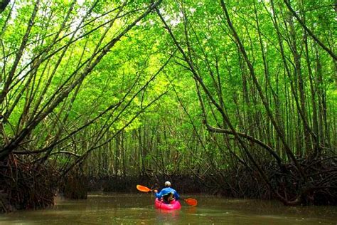 Mangrove Kayaking