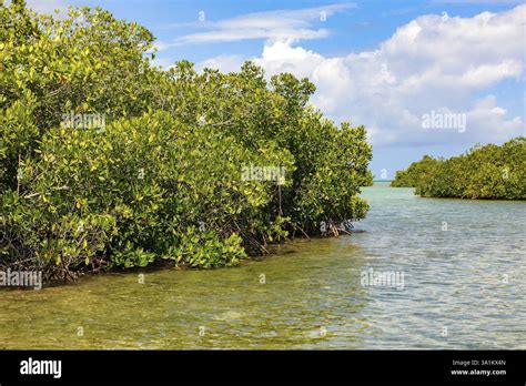 Mangrove Lagoon Ecosystem