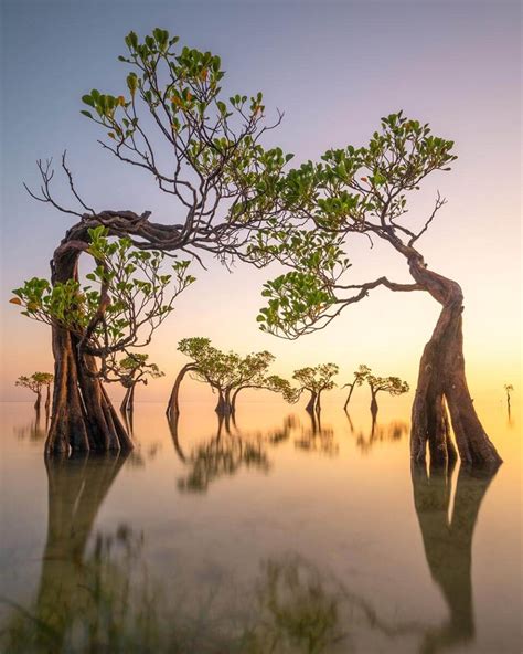 Mangrove Photography