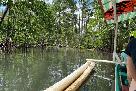 Mangrove River Tour Expectations