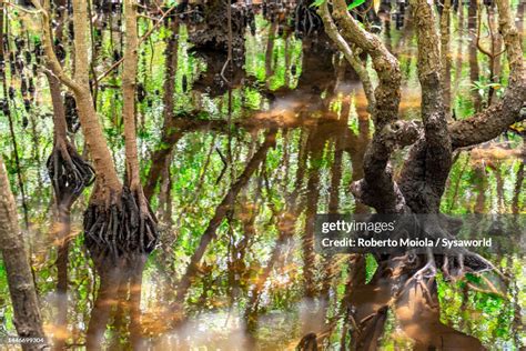 Mangrove Swamp Jozani Forest