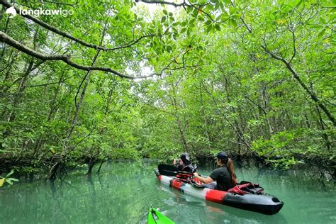 Mangrove Tour Review: An In-Depth Look