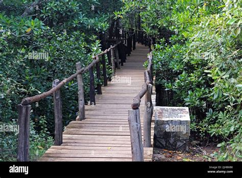 Mangrove Walk Zanzibar