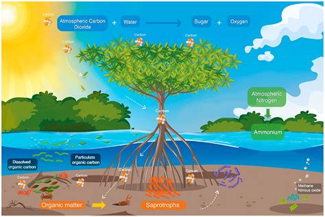 Mangrove ecosystem