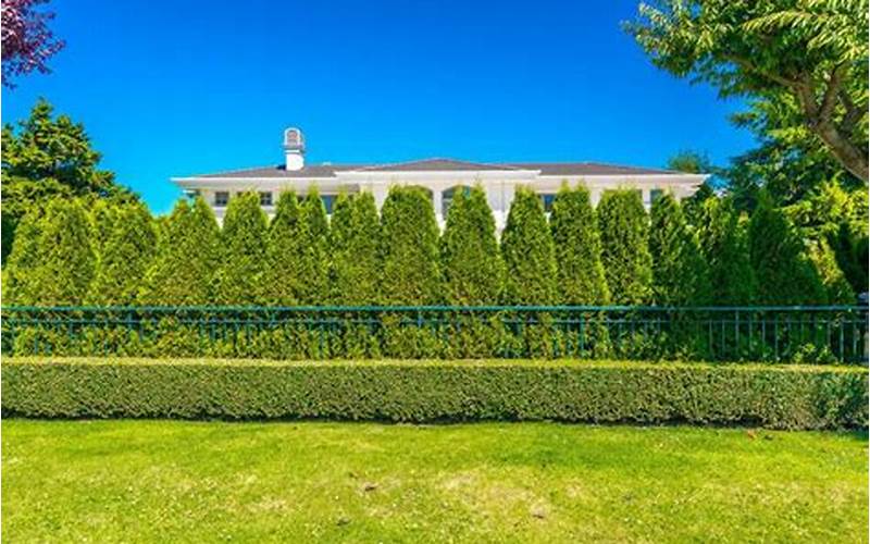 Mansion Privacy Fence Tree: An Ultimate Guide