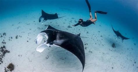 Manta Point Snorkeling