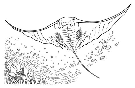 Manta Ray Coloring Page