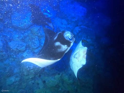 Manta Ray Encounter Close Up
