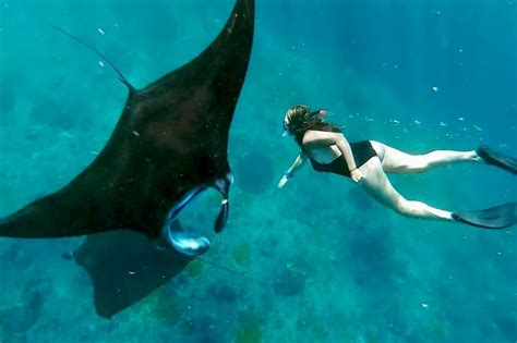 Manta Ray Snorkeling