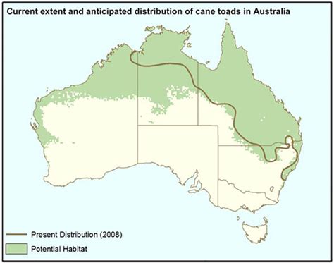 Invasion of the Cane Toad