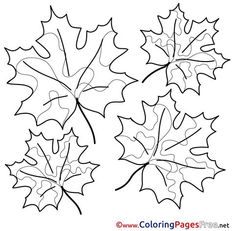 Maple Leaf Colouring Pages