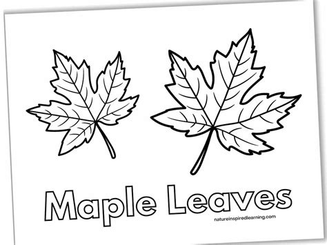 Maple Leaves Coloring Pages