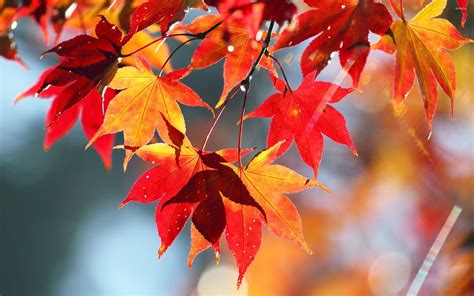 Maple Leaves Images