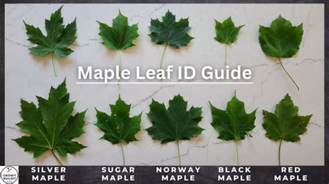 Maple M Guide: How To Master Power Leveling Fast