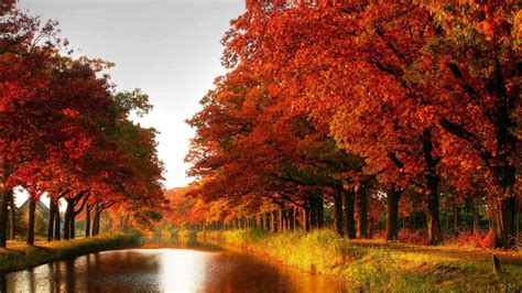 Maple Trees In Autumn Wallpaper