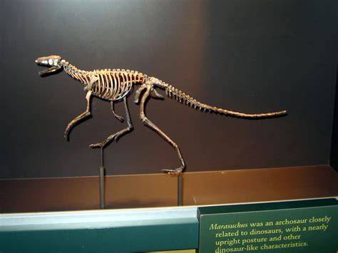 Marasuchus Fossil